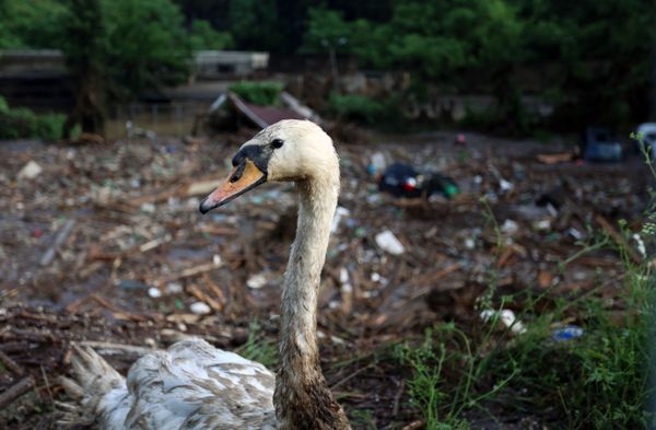 The Tragedy of Flooded Tbilisi Zoo - Sputnik International
