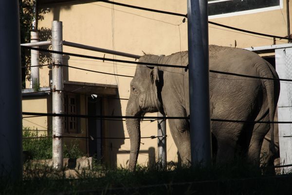 The Tragedy of Flooded Tbilisi Zoo - Sputnik International