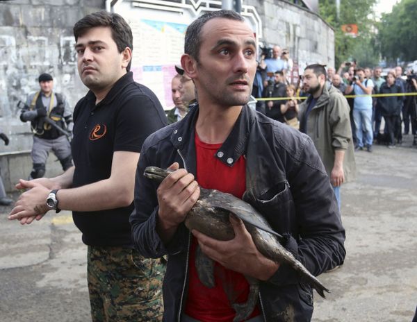 The Tragedy of Flooded Tbilisi Zoo - Sputnik International