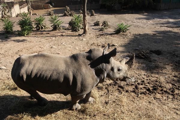The Tragedy of Flooded Tbilisi Zoo - Sputnik International