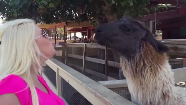 Blonde and Lama - Sputnik International
