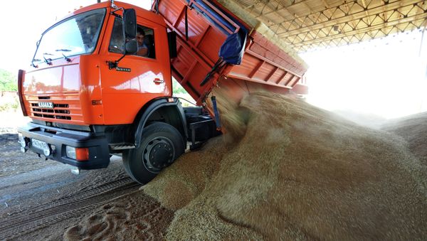 Grain harvesting in the Rostov region Grain harvesting in the Rostov region - Sputnik International