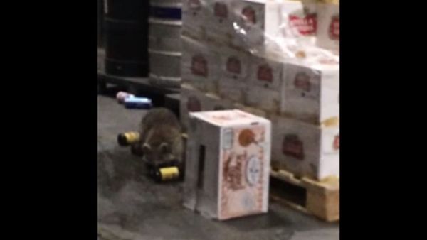 Drunk Raccoon - Sputnik International