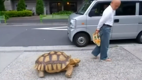 Tokyo man takes giant pet tortoise out for a stroll - Sputnik International