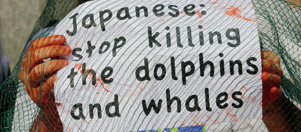 An activist of the environmental group 'Gaia' holds a poster during a protest outside the Japanese chamber of commerce in Milan, Italy. An activist of the environmental group 'Gaia' holds a poster during a protest outside the Japanese chamber of commerce in Milan, Italy. - Sputnik International