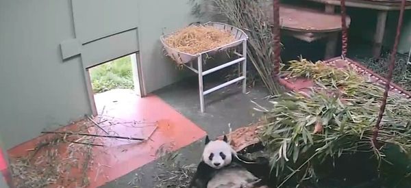 Panda playtime for Tian Tian at RZSS Edinburgh Zoo Panda playtime for Tian Tian at RZSS Edinburgh Zoo - Sputnik International