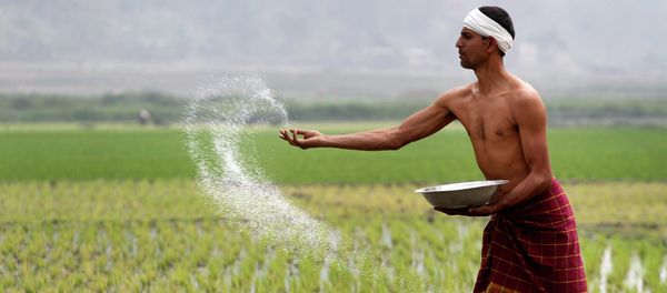 An Indian farmer sprays fertilizer at his paddy field in Burha Mayong about 45 kilometers (28 miles) east of Gauhati, India An Indian farmer sprays fertilizer at his paddy field in Burha Mayong about 45 kilometers (28 miles) east of Gauhati, India - Sputnik International