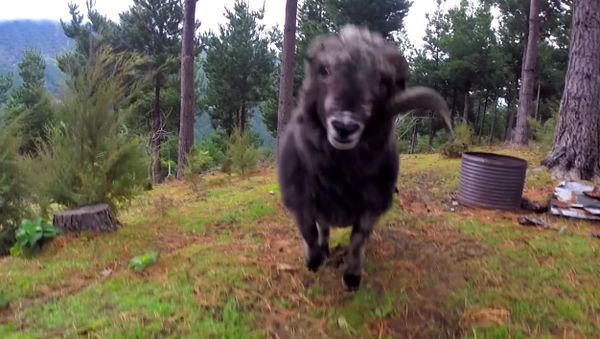 This Ram doesn't like being spied on, he takes down a low flying drone - Sputnik International