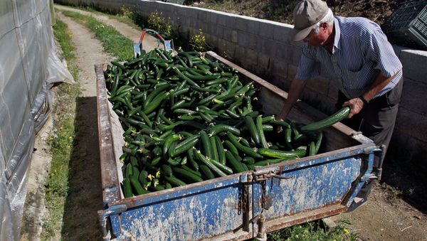 A farm worker throws away cucumbers into a container outside of a greenhouse in Algarrobo, near Malaga, southern Spain, on Tuesday, May 31, 2011 A farm worker throws away cucumbers into a container outside of a greenhouse in Algarrobo, near Malaga, southern Spain, on Tuesday, May 31, 2011 - Sputnik International