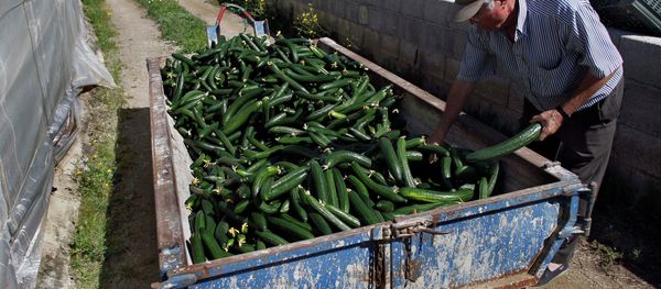 A farm worker throws away cucumbers into a container outside of a greenhouse in Algarrobo, near Malaga, southern Spain, on Tuesday, May 31, 2011 - Sputnik International