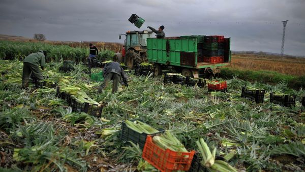 In this photo taken on Monday, Jan. 14, 2013, Tomas Jimenez, 44 year-old Spanish farmer, on the tractor, throws a plastic crate as farmers harvest winter crops, while the rain falls in the small town of Peralta, northern Spain on Tuesday, Jan. 15, 2013 - Sputnik International
