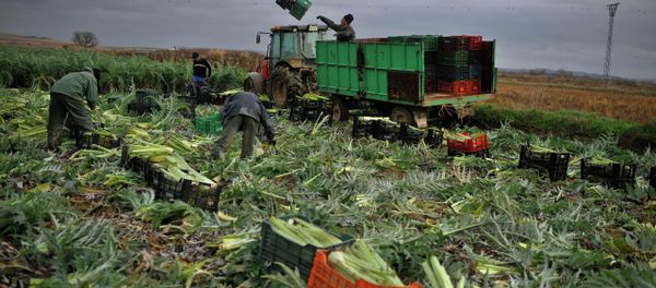In this photo taken on Monday, Jan. 14, 2013, Tomas Jimenez, 44 year-old Spanish farmer, on the tractor, throws a plastic crate as farmers harvest winter crops, while the rain falls in the small town of Peralta, northern Spain on Tuesday, Jan. 15, 2013 In this photo taken on Monday, Jan. 14, 2013, Tomas Jimenez, 44 year-old Spanish farmer, on the tractor, throws a plastic crate as farmers harvest winter crops, while the rain falls in the small town of Peralta, northern Spain on Tuesday, Jan. 15, 2013 - Sputnik International
