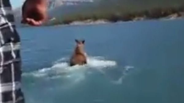Moose Riding, really? - Sputnik International