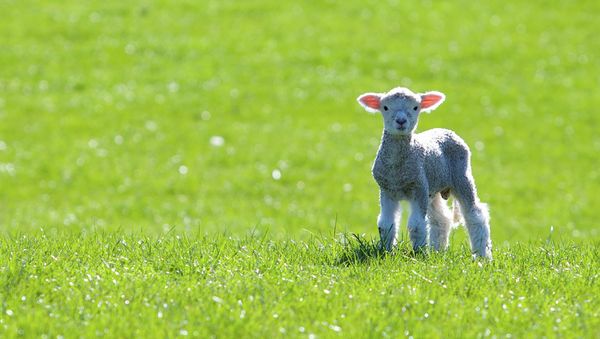 A lamb genetically modified to contain a jellyfish protein was accidentally sold to a slaughterhouse in France. A lamb genetically modified to contain a jellyfish protein was accidentally sold to a slaughterhouse in France. - Sputnik International