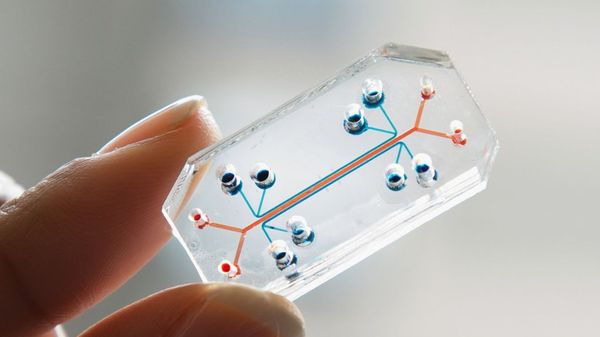 On May 26, 2023, Chinese Commerce Minister Wang Wentao announced a consensus between Beijing and Seoul on semiconductor industry - Sputnik International