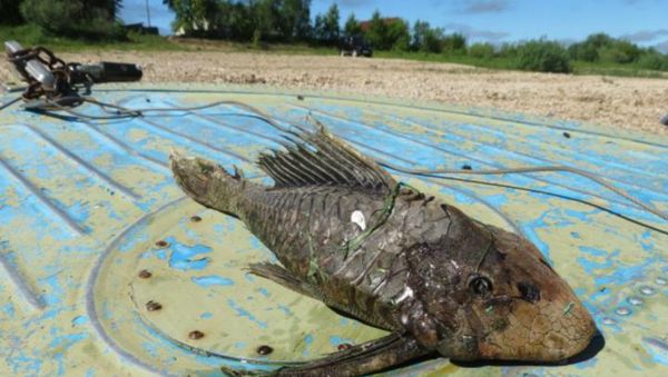 Fish mutant - Sputnik International