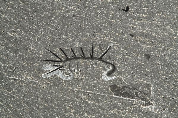 A Hallucigenia sparsa whose fossils have been unearthed in the Burgess Shale site in the Canadian Rocky Mountains, belonging to a primitive group of velvet worms, animals that still exist today, is shown in this image released on June 23, 2015 A Hallucigenia sparsa whose fossils have been unearthed in the Burgess Shale site in the Canadian Rocky Mountains, belonging to a primitive group of velvet worms, animals that still exist today, is shown in this image released on June 23, 2015 - Sputnik International