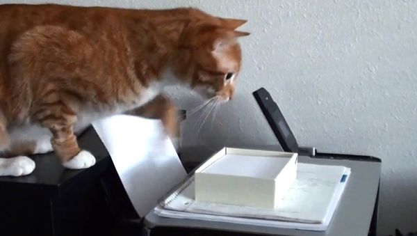 Happy Take Your Cat to Work Day! - Sputnik International