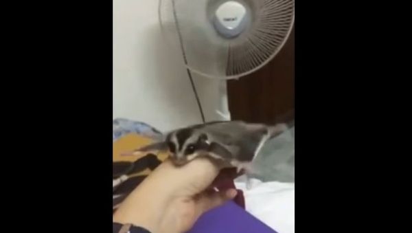 Sugar Glider Learning to Fly. - Sputnik International