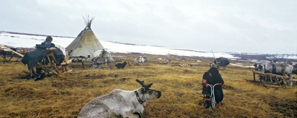Reindeer breeders' camping ground - Sputnik International