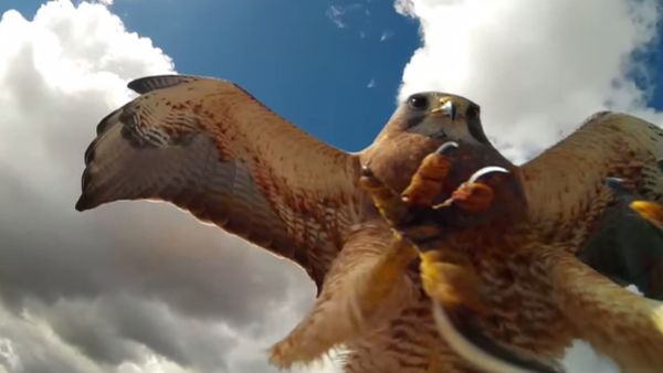 RC Plane Attacked by Hawk - Sputnik International