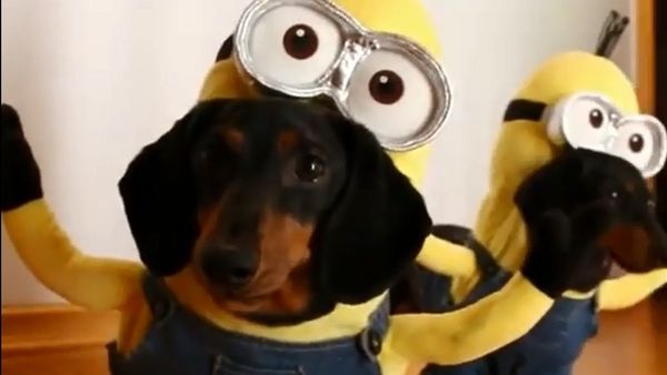 Dog Minions Are a Thing - Sputnik International