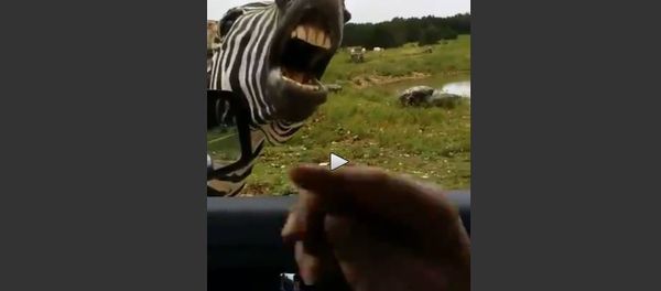 Singing Animals Ask for Treat? Singing Animals Ask for Treat? - Sputnik International