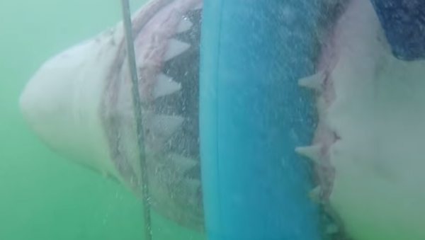 Real Life ‘Jaws’ Attack - Sputnik International