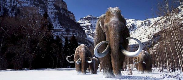 A group of woolly mammoths, the huge Ice Age mammals that lived and roamed the frigid tundra steppes of northern Asia, Europe and North America, are seen in this undated illustration provided courtesy of Giant Screen Films A group of woolly mammoths, the huge Ice Age mammals that lived and roamed the frigid tundra steppes of northern Asia, Europe and North America, are seen in this undated illustration provided courtesy of Giant Screen Films - Sputnik International