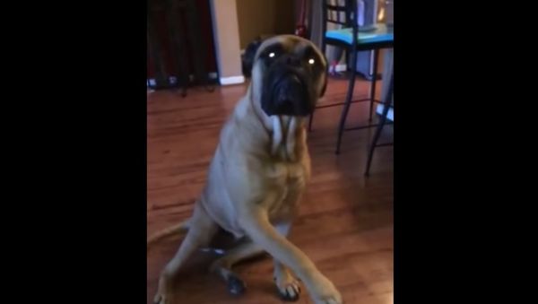 She Did It! Bulldog Gets Outed by Friend - Sputnik International