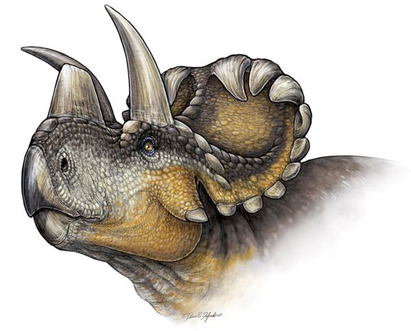 The Wendiceratops pinhornenis dinosaur is seen in a life reconstruction illustration by Danielle Dufault. Scientists on Wednesday announced the discovery of Wendiceratops, a 20-foot-long (6-meter) two-ton beast with a prominent, upright horn atop its nose and a series of short, forward-curling hooksadorning a bony, shield-like frill at the back of its head The Wendiceratops pinhornenis dinosaur is seen in a life reconstruction illustration by Danielle Dufault. Scientists on Wednesday announced the discovery of Wendiceratops, a 20-foot-long (6-meter) two-ton beast with a prominent, upright horn atop its nose and a series of short, forward-curling hooksadorning a bony, shield-like frill at the back of its head - Sputnik International