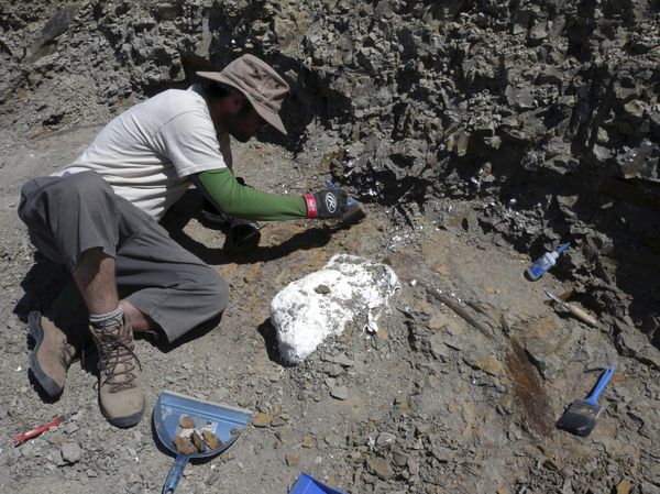 A field crew systematically excavates a bonebed containing the Wendiceratops pinhornenis dinosaur in Manyberries, Alberta in an undated photo released by the Cleveland Museum of Natural History A field crew systematically excavates a bonebed containing the Wendiceratops pinhornenis dinosaur in Manyberries, Alberta in an undated photo released by the Cleveland Museum of Natural History - Sputnik International