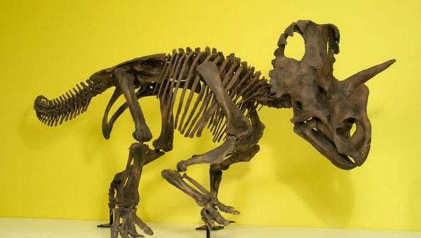 New dinosaur gets official name in honor of female paleontologist New dinosaur gets official name in honor of female paleontologist - Sputnik International