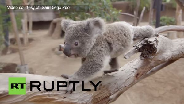 See cute koala joey frolic around at San Diego Zoo - Sputnik International