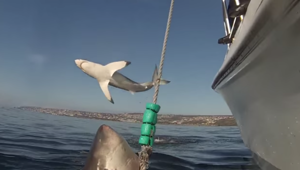 Jumping Shark - Sputnik International