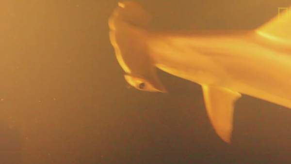 The last thing scientists expected inside a submarine volcano was a school of sharks swimming in scorching, acidic water. - Sputnik International