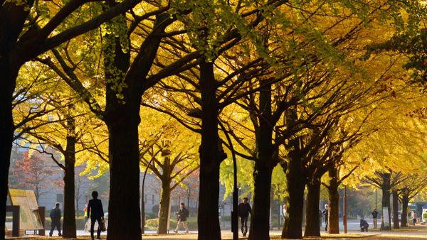 Pedestrians walk on a street lined with ginkgo trees on an autumn morning in Tokyo on November 16, 2013 - Sputnik International