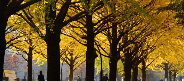 Pedestrians walk on a street lined with ginkgo trees on an autumn morning in Tokyo on November 16, 2013 - Sputnik International