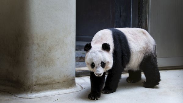 36-years-old giant panda Jia Jia, walks in her enclosure at the Hong Kong Ocean Park, China July 9, 2015 - Sputnik International
