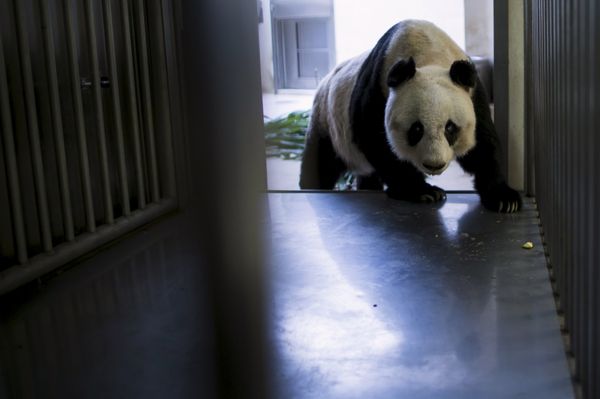 36-year-old giant panda Jia Jia, walks into a cage where health checkups are performed, at the Hong Kong Ocean Park, China July 9, 2015 36-year-old giant panda Jia Jia, walks into a cage where health checkups are performed, at the Hong Kong Ocean Park, China July 9, 2015 - Sputnik International