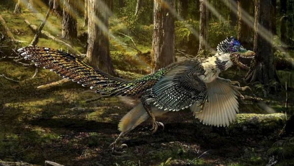 A reconstruction of the new short-armed and winged feathered dinosaur Zhenyuanlong suni from the Early Cretaceous (ca. 125 million years ago) of China is seen in this illustration image. A reconstruction of the new short-armed and winged feathered dinosaur Zhenyuanlong suni from the Early Cretaceous (ca. 125 million years ago) of China is seen in this illustration image. - Sputnik International