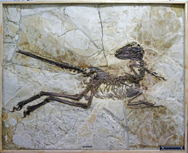 This image shows the fossil of a new species of dinosaur named Zhenyuanlong suni. This image shows the fossil of a new species of dinosaur named Zhenyuanlong suni. - Sputnik International