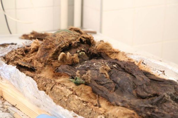 Scientists uncovered the mummified remains of a young boy, wrapped in layers of fur and tree bark, and buried along with a small bronze axe, a figurine of a bear and several silver temple rings. - Sputnik International