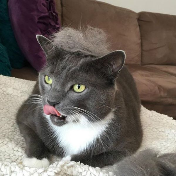 Trump Your Cat flashmob - Sputnik International