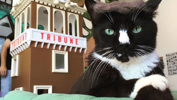 Trump Your Cat flashmob - Sputnik International