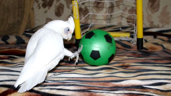 Soccer Cockatoo - Sputnik International