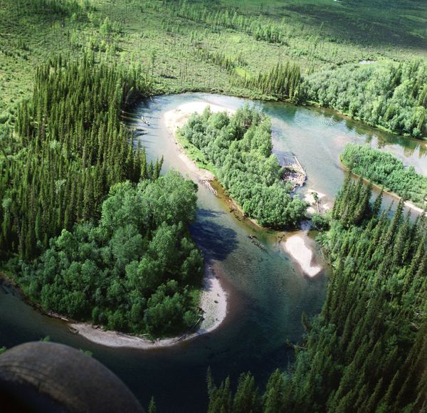 Taiga landscape in East Siberia - Sputnik International
