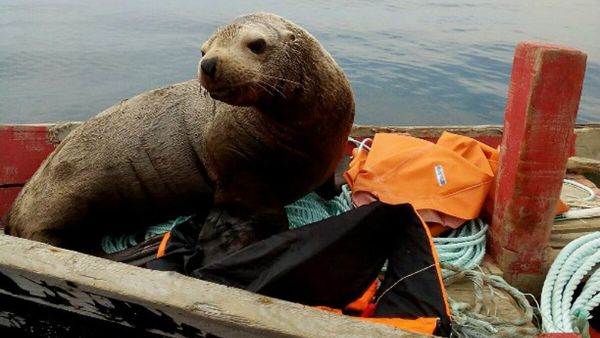 A fur seal from the far eastern Russian island of Sakhalin has captured the hearts of the Russian nation after forcing a group of fisherman to drive him around on their boat for eight hours straight. - Sputnik International