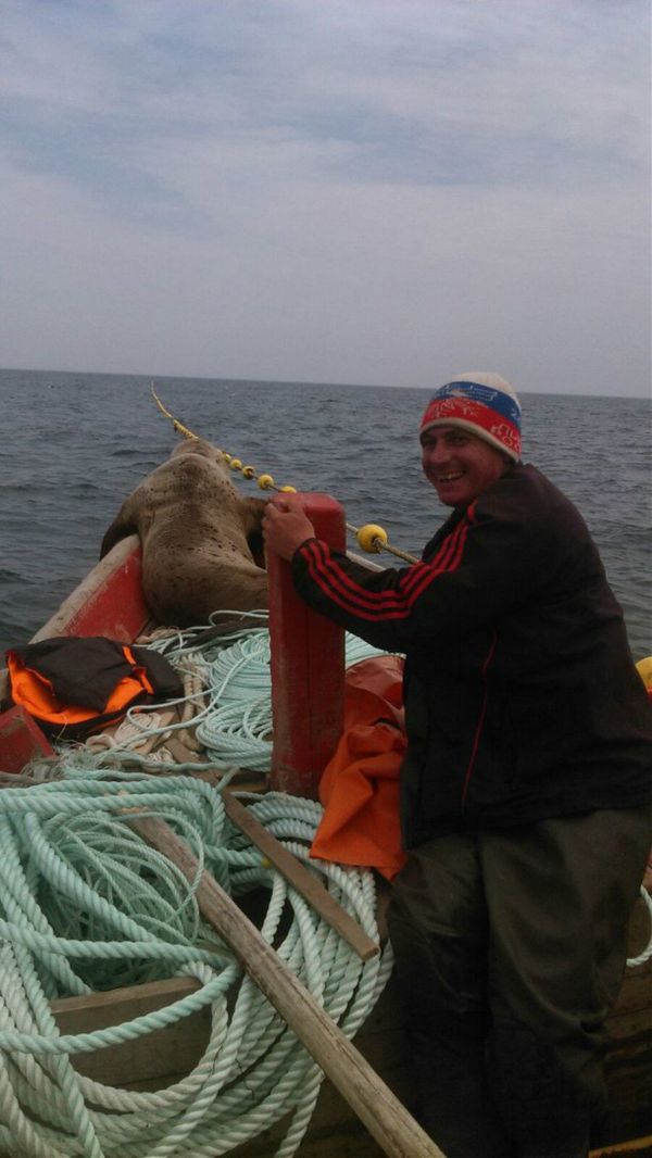 Fishermen off the coast of the island of Sakhalin got more than they bargained for with this seal, being forced to drive him around all day on their motorboat. Fishermen off the coast of the island of Sakhalin got more than they bargained for with this seal, being forced to drive him around all day on their motorboat. - Sputnik International