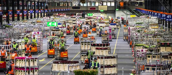 Employees handle flowers at the flower auction FloraHolland in Aalsmeer, on February 13, 2015. Employees handle flowers at the flower auction FloraHolland in Aalsmeer, on February 13, 2015. - Sputnik International